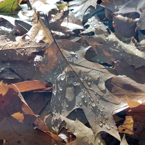 Herbstblätter Detail (co) Theißen-Braun
