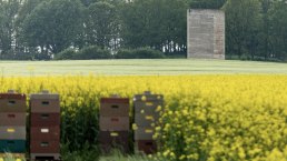 Bruder Klaus Kapelle vor bl&uuml;hemdem Raps, &copy; Eifel Tourismus GmbH, AR - shapefruit AG