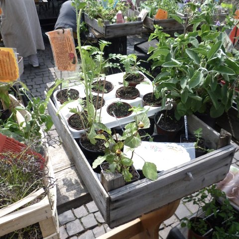 Kr&auml;utertag Eifel, &copy; Naturzentrum Nettersheim