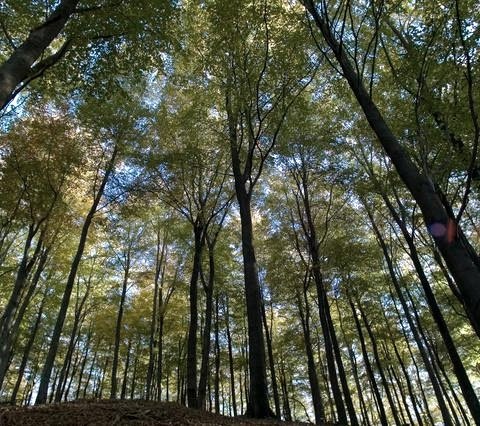 Eifel National Park, © A. Simantke