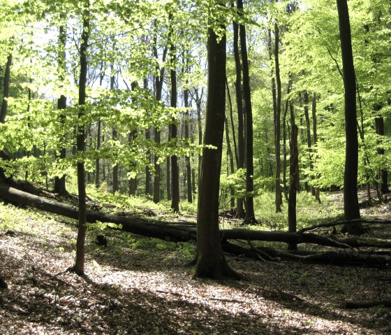 01-02-01-0090_t-geschwind, &copy; Nationalpark Eifel T. Geschwind