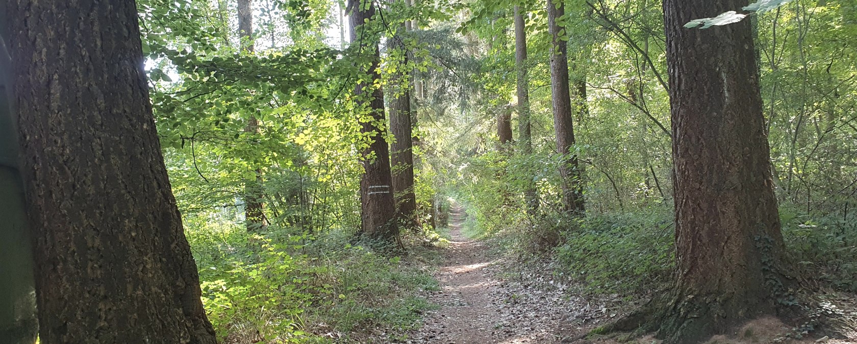 Eickser Busch, © Der Weggefährte - Michael Schulze Aktivtouren
