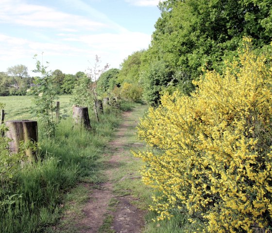 Ein schmaler Wanderweg f&uuml;hrt durch eine gr&uuml;ne Landschaft, ges&auml;umt von gelben Bl&uuml;ten und B&auml;umen. Im Hintergrund sind Felder und ein Dorf zu sehen., &copy; Monschau Touristik
