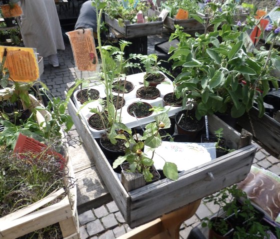 Kr&auml;utertag Eifel, &copy; Naturzentrum Nettersheim