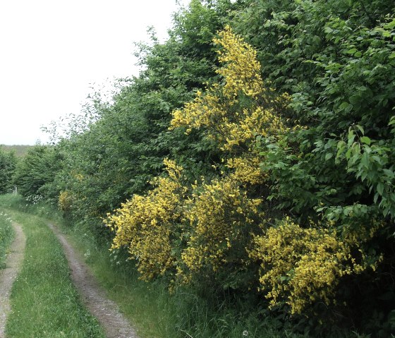 Eifelgold, &copy; Nordeifel Tourismus GmbH & G&auml;stehaus J&uuml;tten
