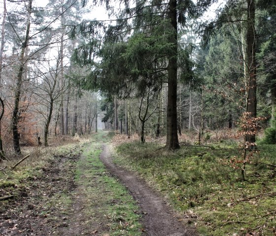 Durch die W&auml;lder