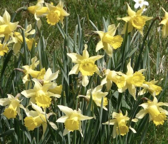 Daffodils in the Perlenbach valley, © Monschau-Touristik
