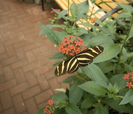 Schmetterling2, &copy; Eifalia