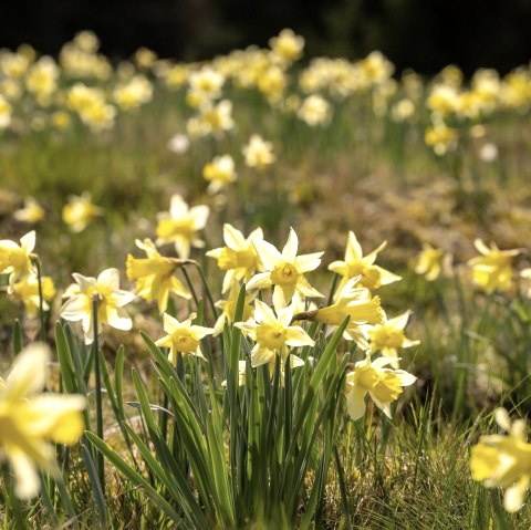 Wilde Narzissen in der Bl&uuml;te, &copy; Eifel Tourismus GmbH, Dominik Ketz