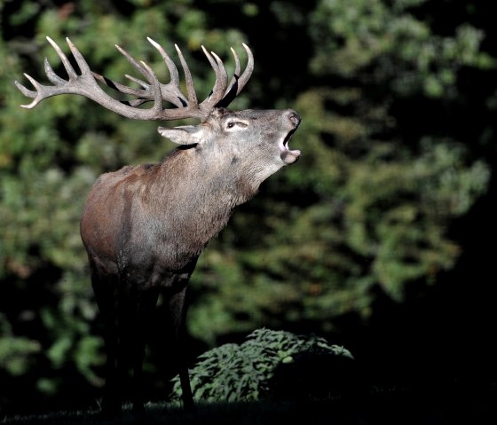 Hirsch im Wildpark Schmidt, &copy; Johannes H&ouml;hn