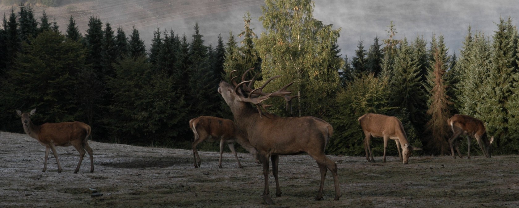 Hubertus night in the Hellenthal game reserve, © GREIFVOGELSTATION & WILDFREIGEHEGE
