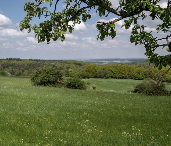 Grüne Wiese mit blühenden Blumen, umgeben von Bäumen. Ein Ast ragt ins Bild. Im Hintergrund sind Hügel und ein blauer Himmel mit Wolken zu sehen., © Nordeifel Tourismus GmbH