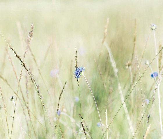 Blumenwiese, &copy; Paul Meixner