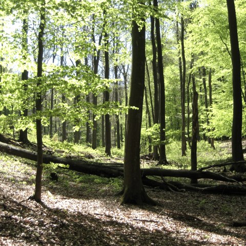 01-02-01-0090_t-geschwind, &copy; Nationalpark Eifel T. Geschwind