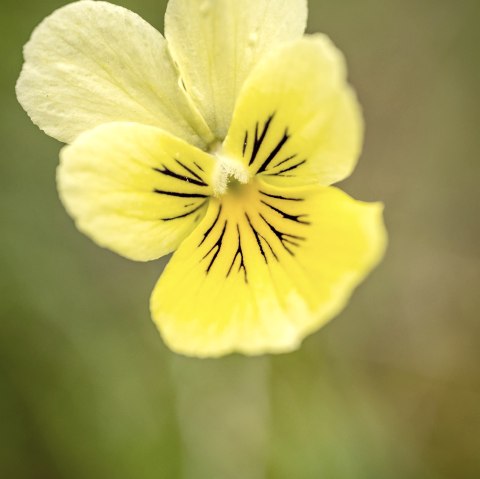 Nahaufnahme Galmeiveilchen, &copy; St&auml;dteregion Aachen, Dominik Ketz