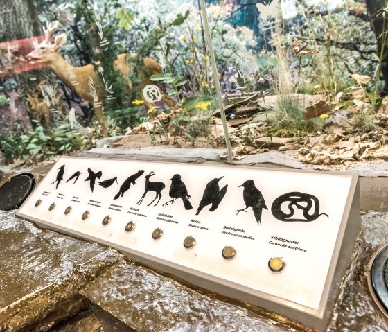 Exhibition at the Gemünd National Park Gate, © Foto Achim Meurer