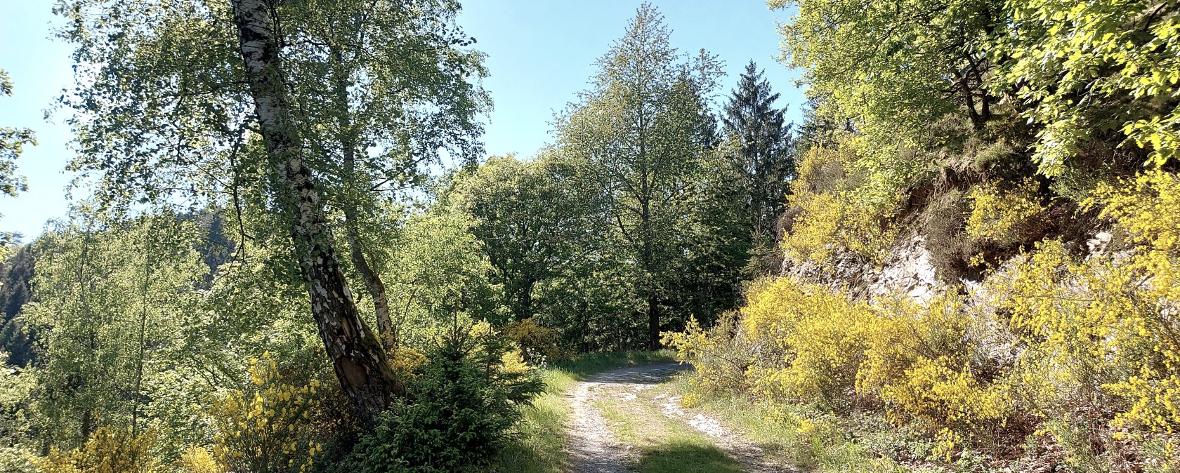Sommerweg Tiefenbachtal (co) Thei&szlig;en-Braun