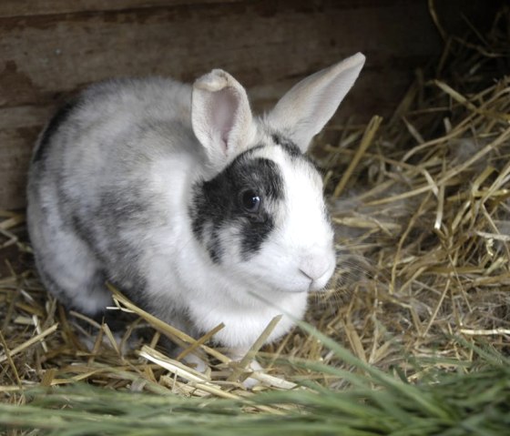 Fee, &copy; Nordeifel Tourismus GmbH & P&uuml;nderhof