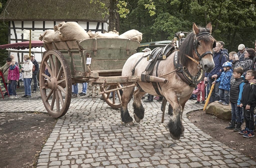 Ross Foto LVR, © LVR-Freilichtmuseum