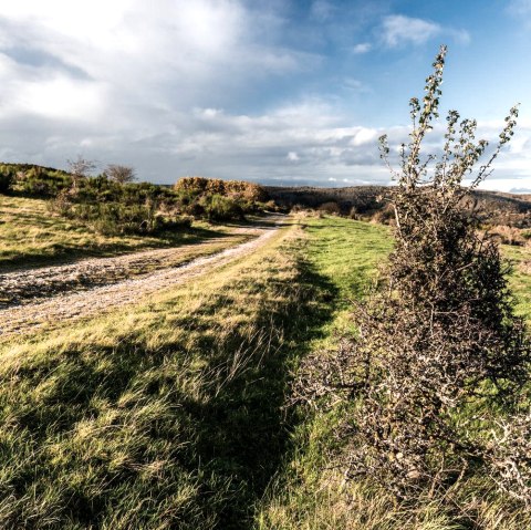 Geführte Wanderung am 21.06.2025, © Frank Wiesen