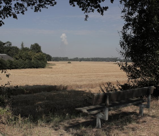 Aussicht ins Kornfeld, &copy; Rureifel-Tourismus e.V.