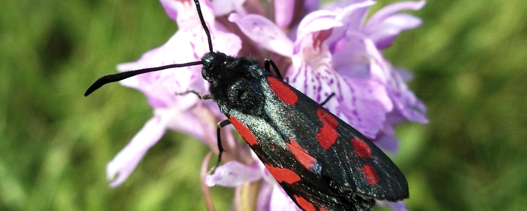 What's that crawling?, © Eifelgemeinde Nettersheim