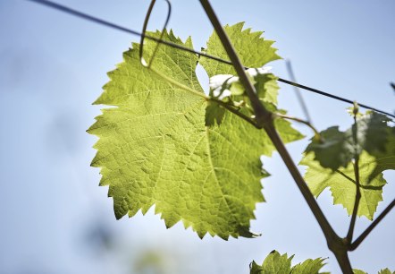 Weinreben, © Marco Rothbrust