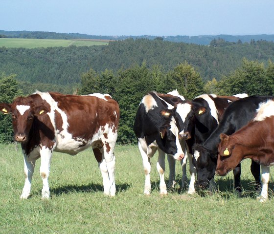 Eifel cows, &copy; Rursee-Touristik GmbH