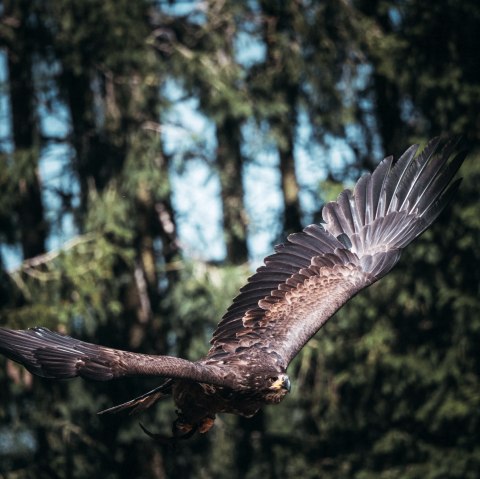 Golden eagle at the Hellenthal bird of prey station, &copy; Johannes H&ouml;hn