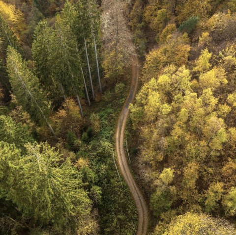 Wald, &copy; D. Ketz