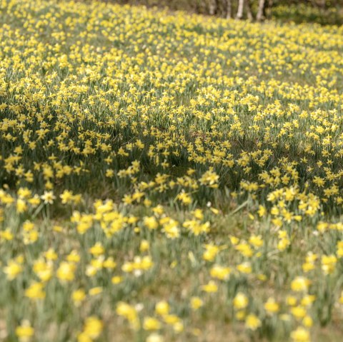 Bl&uuml;hende Narzissenwiese im Oleftal, &copy; Eifel Tourismus GmbH, Dominik Ketz