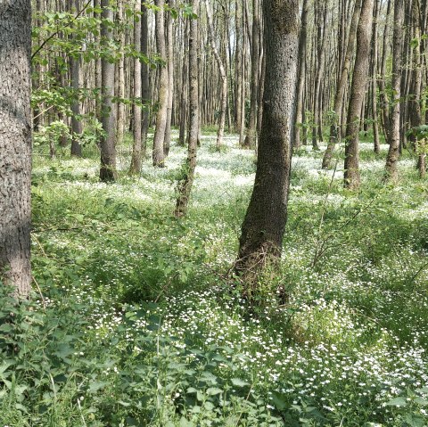 Fr&uuml;hlingswald (co) Thei&szlig;en-Braun