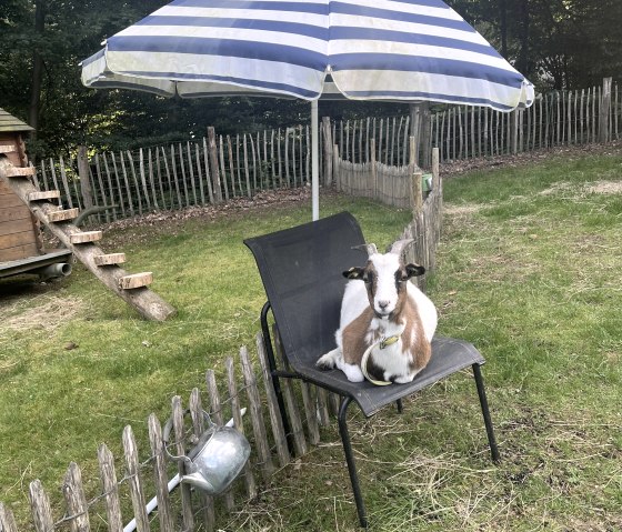 Auch Ziegen sind willkommen!, &copy; Camp Hammer