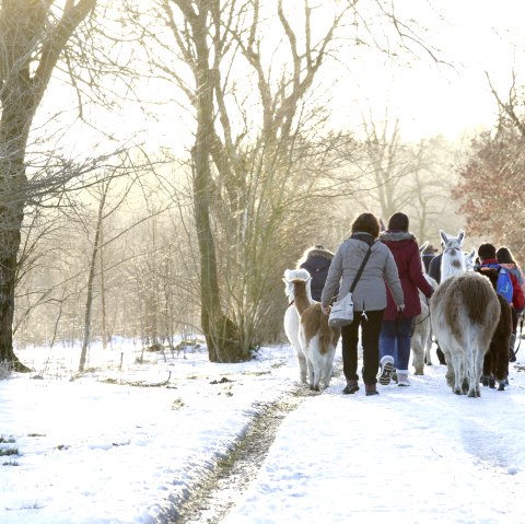 Wanderung mit den Lamas, &copy; Loni Liebermann