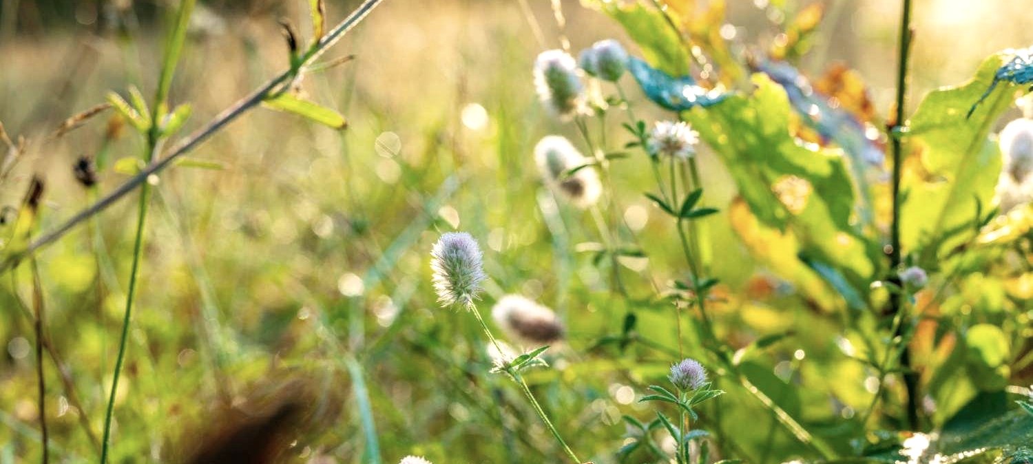 Un-Kr&auml;uter, &copy; Paul Meixner