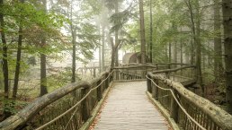 The wild path in the Eifel National Park, wooden footbridge, © Nationalpark Eifel, Dominik Ketz