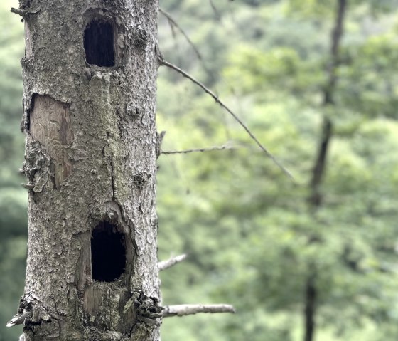 Entlang der Wanderung, &copy; Rureifel-Tourismus e.V., Dennis Winands