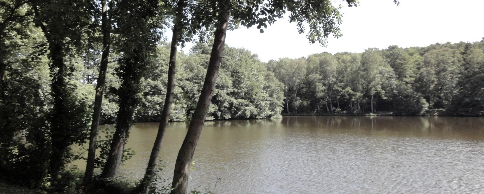 Steinbachtalsperre Waldsee