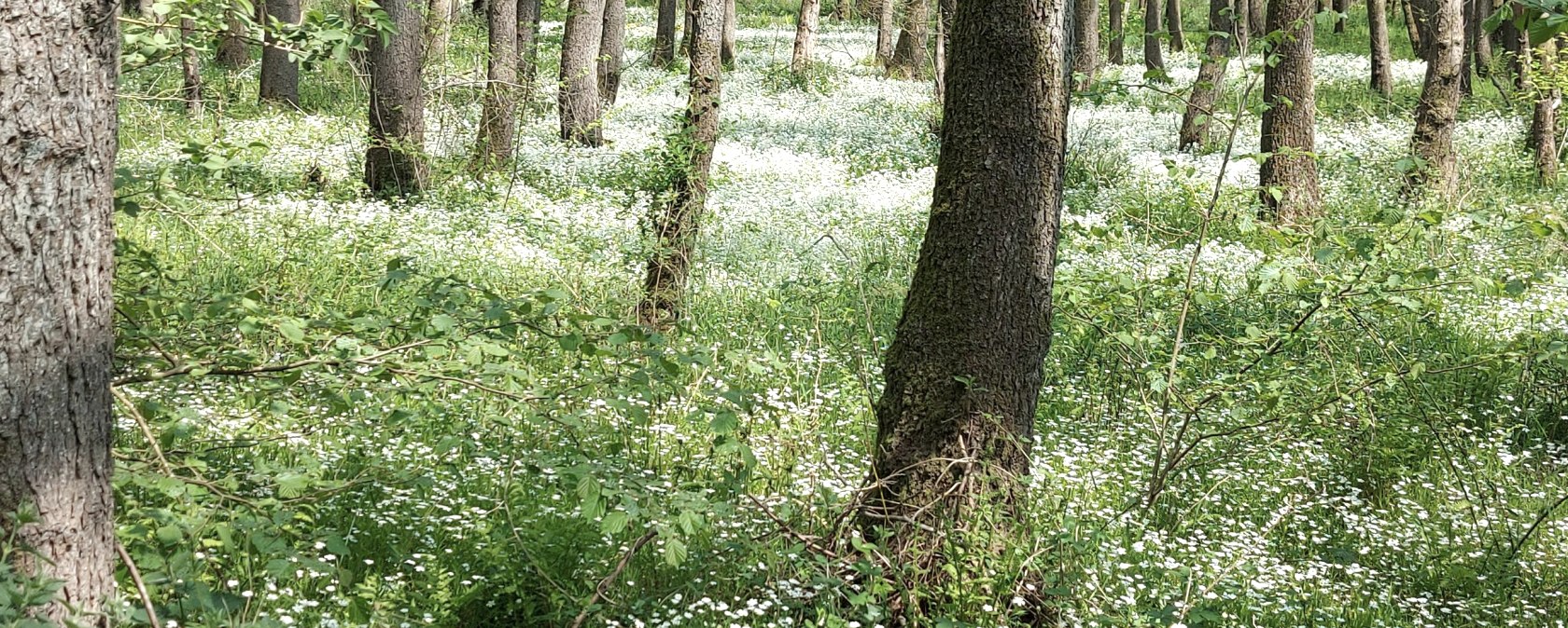 Fr&uuml;hlingswald April-Mai (co) Thei&szlig;en-Braun