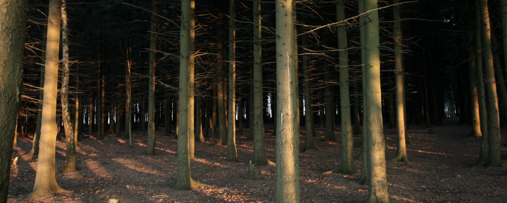 View into the depths of the H&uuml;rtgen Forest