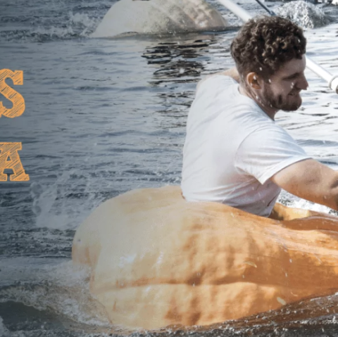 Kürbis Regatta, © Krewelshof