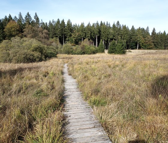 Holzsteg durch eine herbstliche Wiesenlandschaft, umgeben von Bäumen unter blauem Himmel., © Sweco GmbH