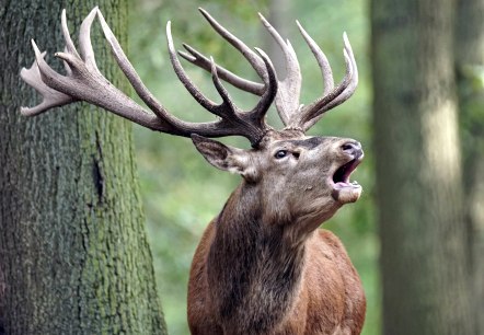 Hirschbrunft, © Hochwildpark Kommern GmbH