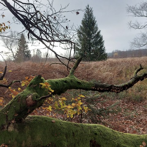 November Venn (co) Theißen-Braun