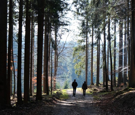Wanderung im Wald, &copy; Nordeifel Tourismus GmbH & L&acute;Extravagante