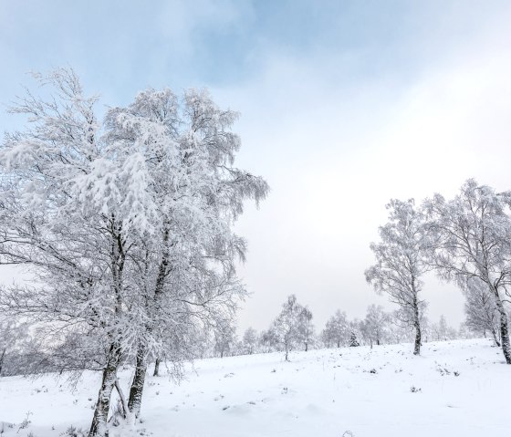 Struffelt Heide im Winter, &copy; Eifel Tourismus GmbH, D. Ketz