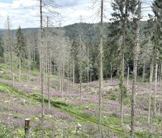 Ausblick, &copy; Rureifel-Tourismus e.V., Dennis Winands