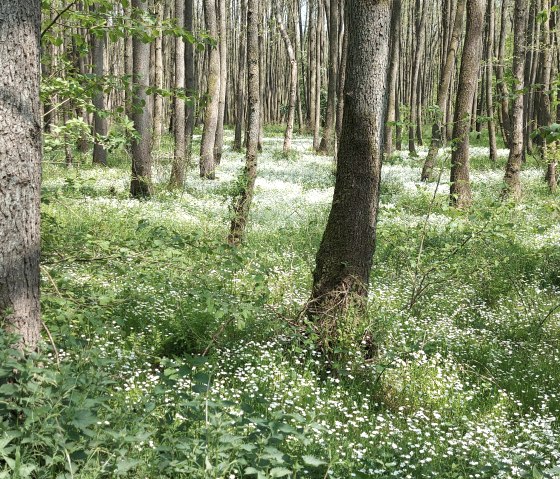 Frühlingswald (co) Theißen-Braun