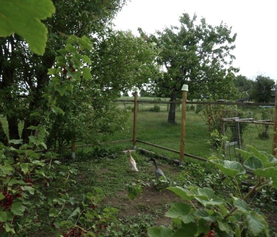 4 P1140455, &copy; Nordeifel Tourismus GmbH & Ferienwohnung Sch&ouml;ne Aussicht