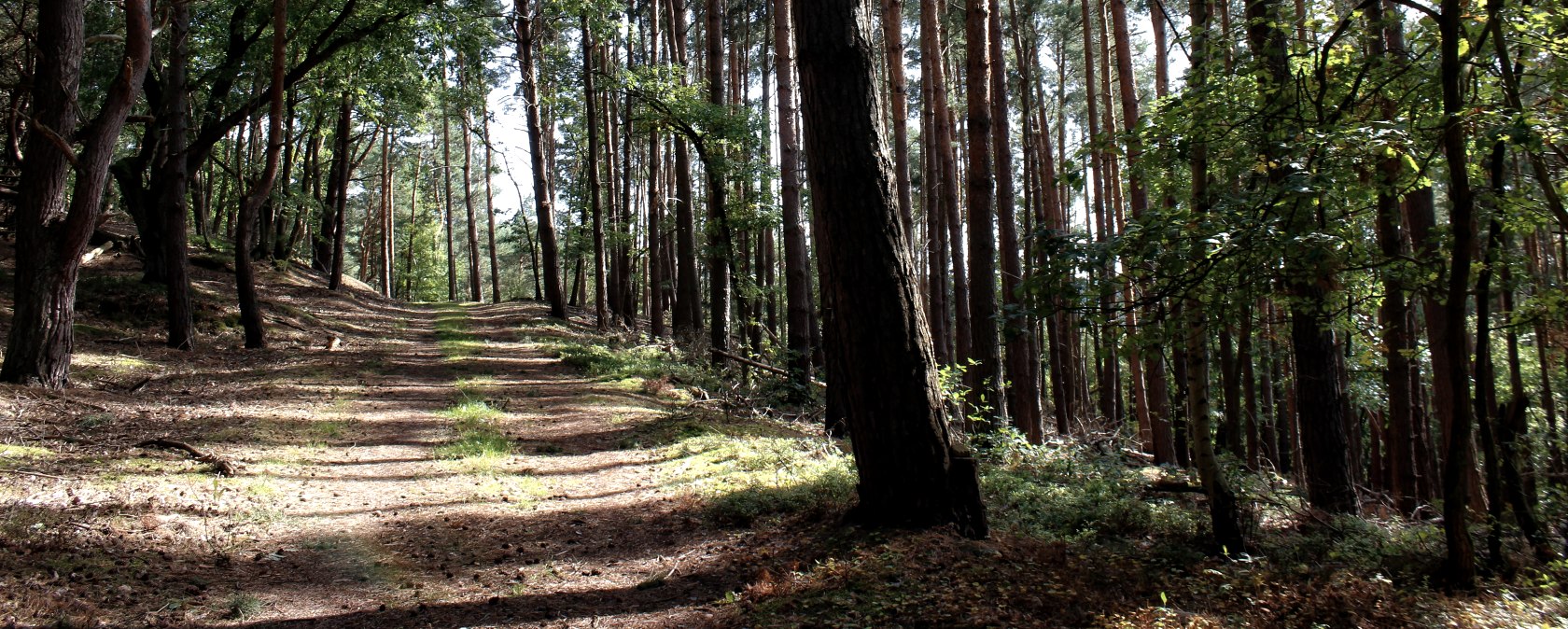 Through the bathing forest